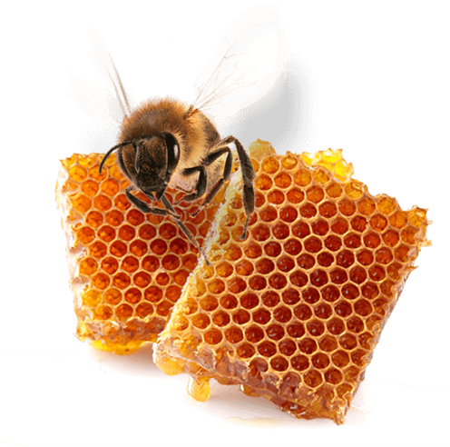 Bee Farm Strkov - výroba válcových mezistěn